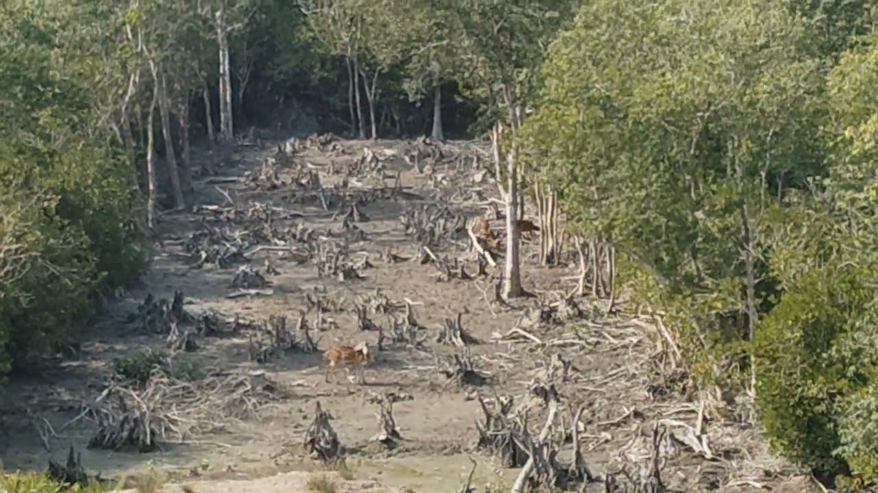 Dear at Sundarban (SONG INDIA KOLKATA) # Love of wild