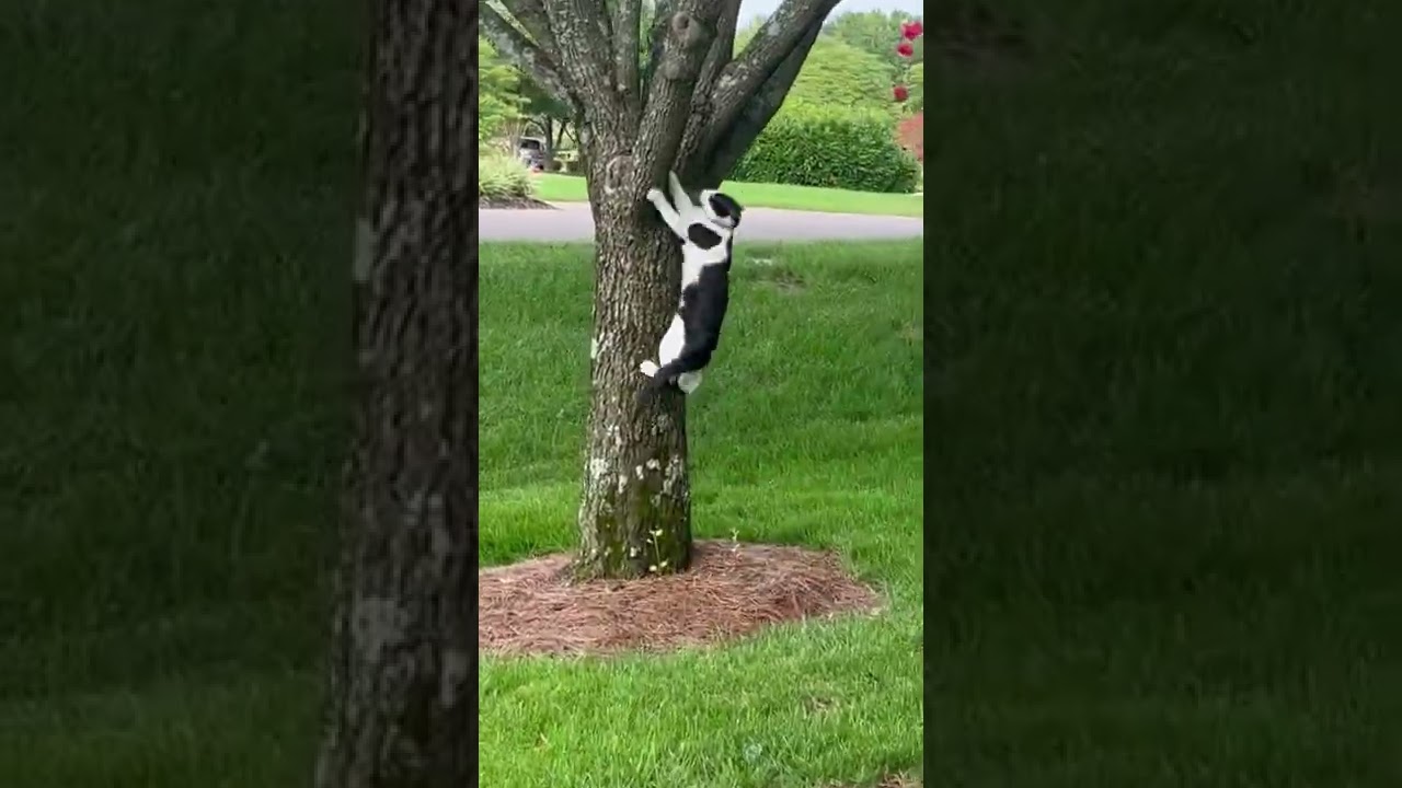 Cat climbs tree￼