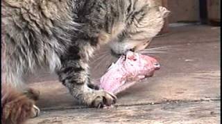 Cat Eating Fish.avi