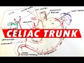 Celiac Trunk - Arterial supply to the Stomach