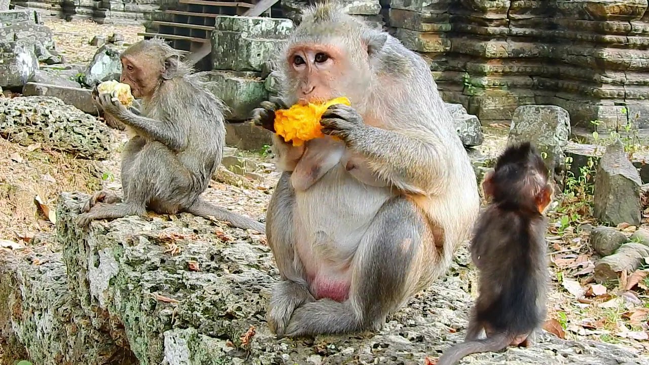Skinny baby Jayden tries eating mango with mom hardly, sister Julina eating corn.