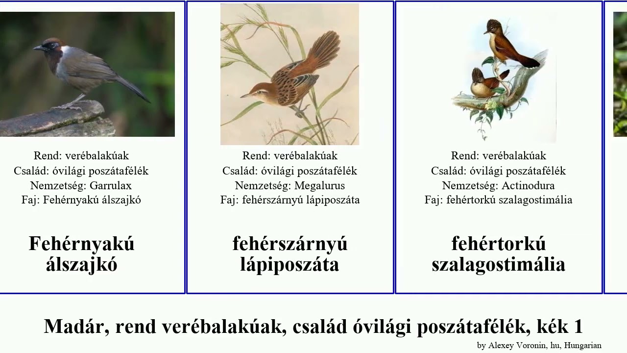 Madár, rend verébalakúak, család óvilági poszátafélék, kék 1 álszajkó illadopsis erythrogenys bird