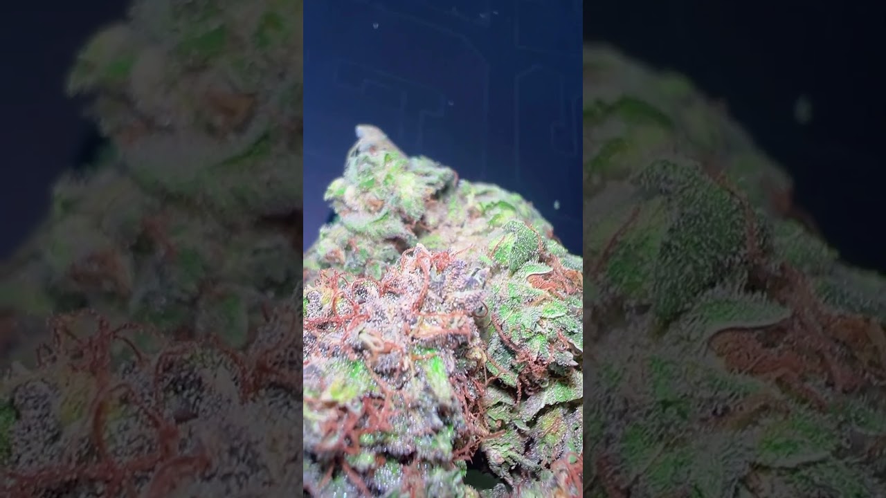 Double Cookies-BSF Seeds