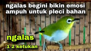 Suara Pleci Ngalas 12 ketukan Manggil Lawan