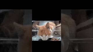 Version 3 of the video