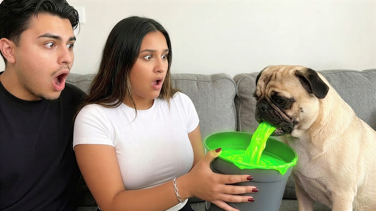 My Dog Is Very SICK! | Sisco Fox