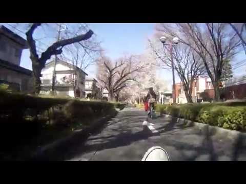 リカンベントで東京学芸大学桜見物（２０１５）