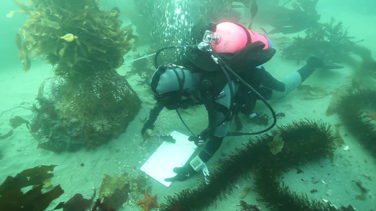 whales breaching Your Earth Is Blue: Monitoring Sea Star Wasting Disease in Monterey Bay National Marine Sanctuary