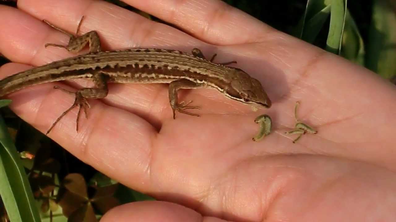 カナヘビ の 赤ちゃん の 餌