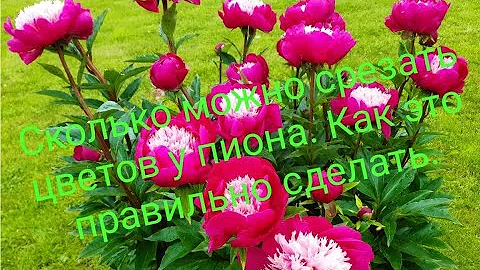 Сколько можно срезать цветов у пиона. Как это правильно сделать.