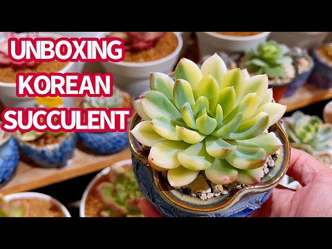 Video #413 UNBOXING BEAUTIFUL VARIEGATED KOREAN SUCCULENTS |... - youtube