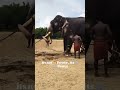 It’s not 🐴🐴 Power , is 🐘🐘 Power. #viralvideo #automobile #viralshort .