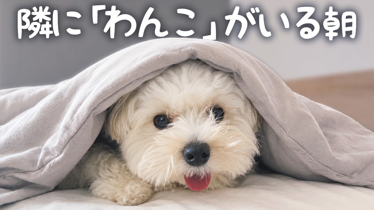 わんこと一緒に暮らした結果、毎朝こうなりました【マルプー】 - YouTube