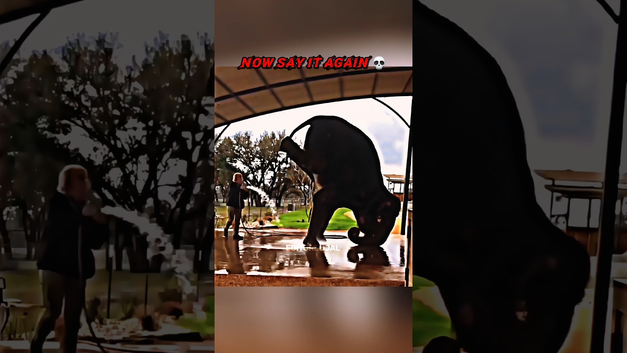 ANIMAL'S ∞ AURA☠️ 