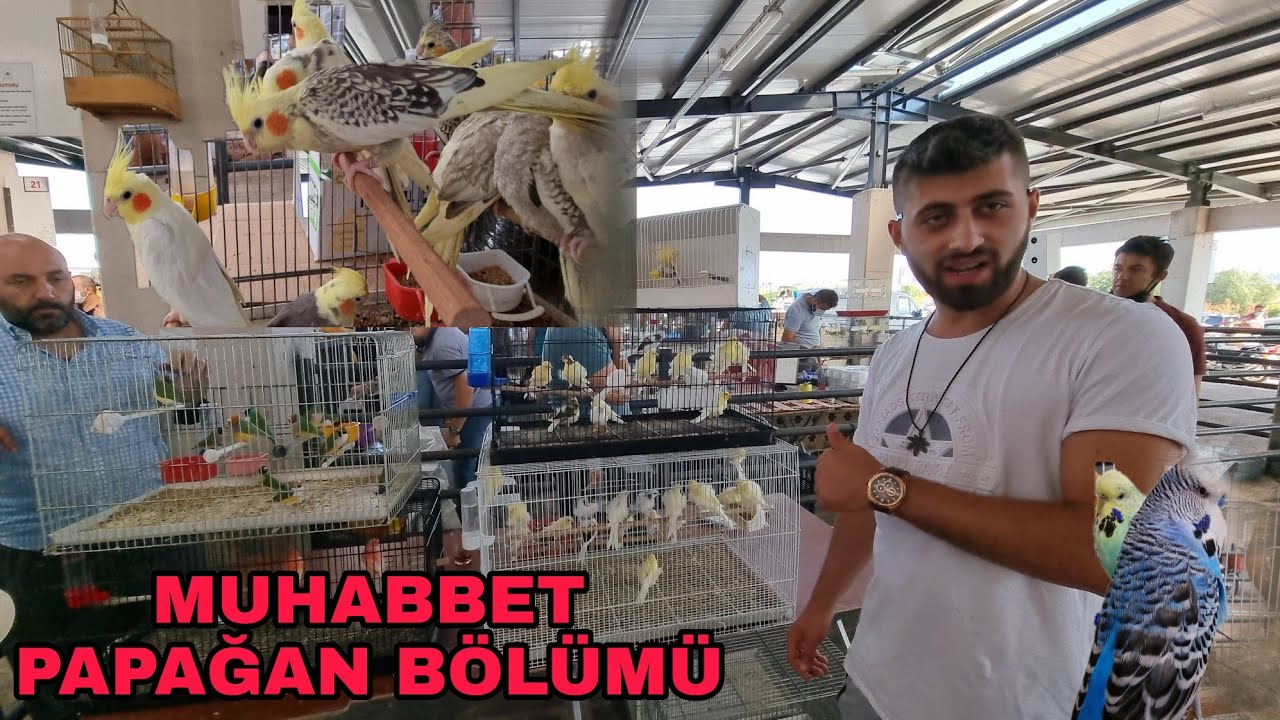 EGZOTİK KUŞ PAZARI  ENVAİ  ÇEŞİT KANATLI HAYVAN BU PAZARDA