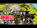 ○○を入れるだけでメダカビオトープの水が綺麗に！？メダカ睡蓮ビオトープ