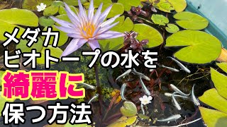 ○○を入れるだけでメダカビオトープの水が綺麗に！？メダカ睡蓮ビオトープ