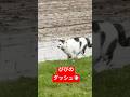 田植え後、びびのダッシュ💨動画 #びびちょぱ #猫ダッシュ #catsdash #呼んだら帰ってくる #cats #農家の猫 #ねこ #ネコ