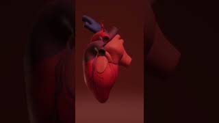 human heart atonomy #heart #bloodpressure