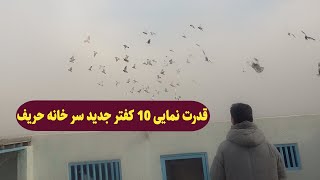Download Lagu 0419/ قدرت نمایی ده کفتر جدید  سر خانه حریف / Afghan Shawqi MP3
