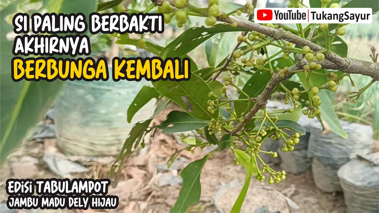 CARA MEMBUAHKAN JAMBU AIR MADU DELI HIJAU (REVIEW)