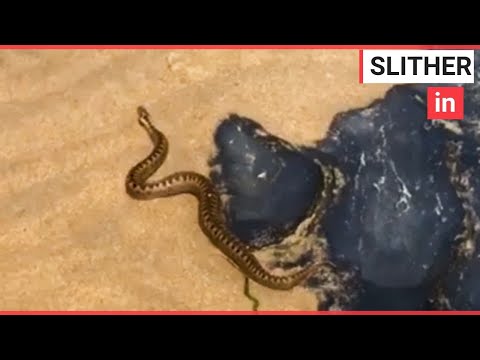 Britain's only poisonous species of snake spotted ON BEACH | SWNS TV