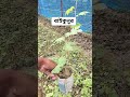 বাইকুনুর চারা নিতে যোগাযোগ করুন ০১৭০৫৯৫৫৭৯৪ #আগুর #বাইকুনুর #farming #gardening