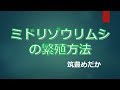 ミドリゾウリムシの繁殖方法。クロレラとミドリゾウリムシを共生させる方法です。