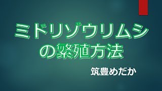 ミドリゾウリムシの繁殖方法。クロレラとミドリゾウリムシを共生させる方法です。