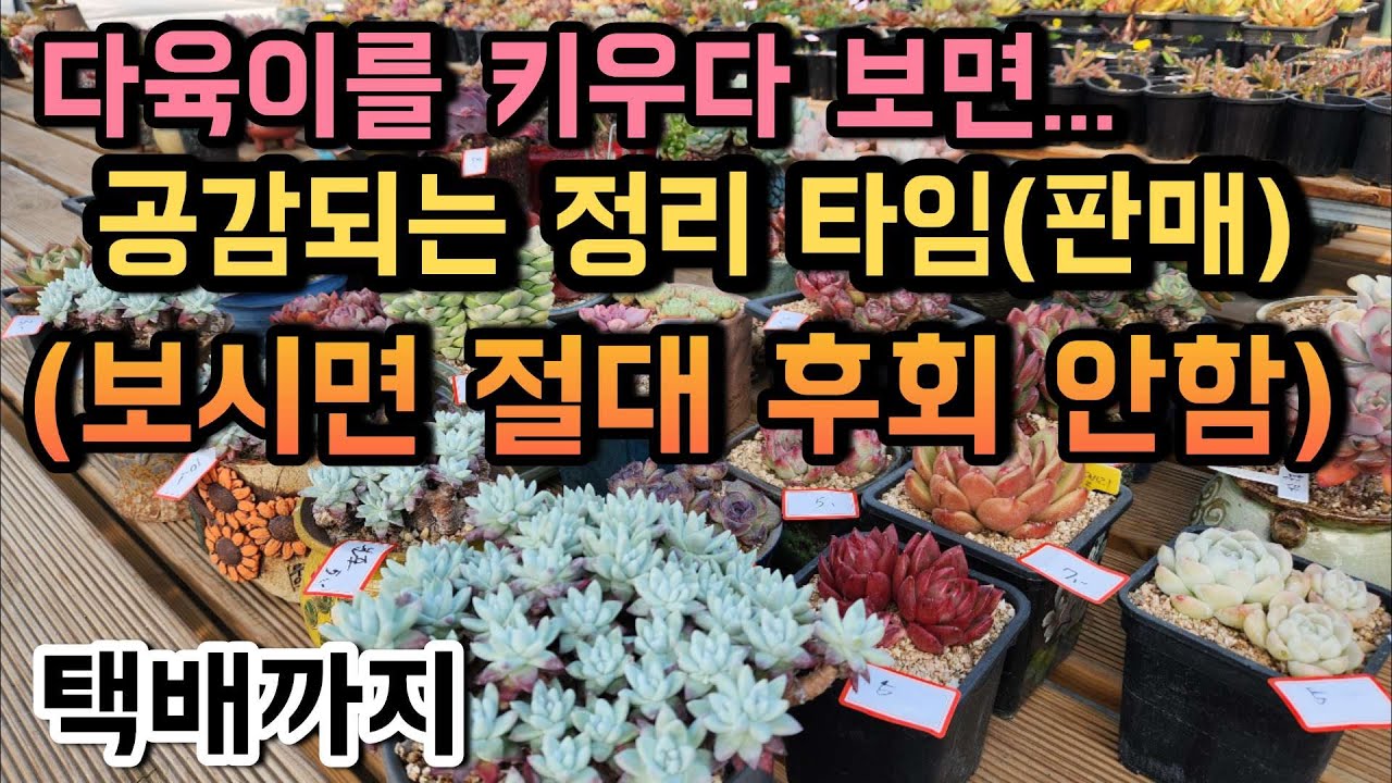 (택배) 다육이&화분 초특가ㅣ이 가격에 괜찮나요?ㅣ너무 많아 일부 정리ㅣ#다육이판매 ㅣ#신쌤의다다육선 #대품다육이 #국민다육이 #에오니옴 #창다육 #화이트그리니 #먼로철화 #마리아