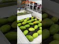 Mango washing drying sorting line, mango sorting machine, mango grader, mango calibration machine 🥭