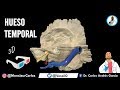 Anatomía - Hueso Temporal en 3D ¡FÁCIL EXPLICACIÓN!