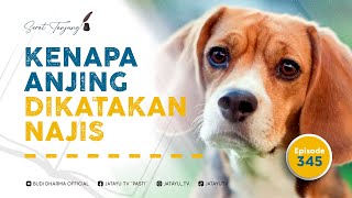 SERAT TANJUNG - Eps.345 KENAPA ANJING DIKATAKAN NAJIS