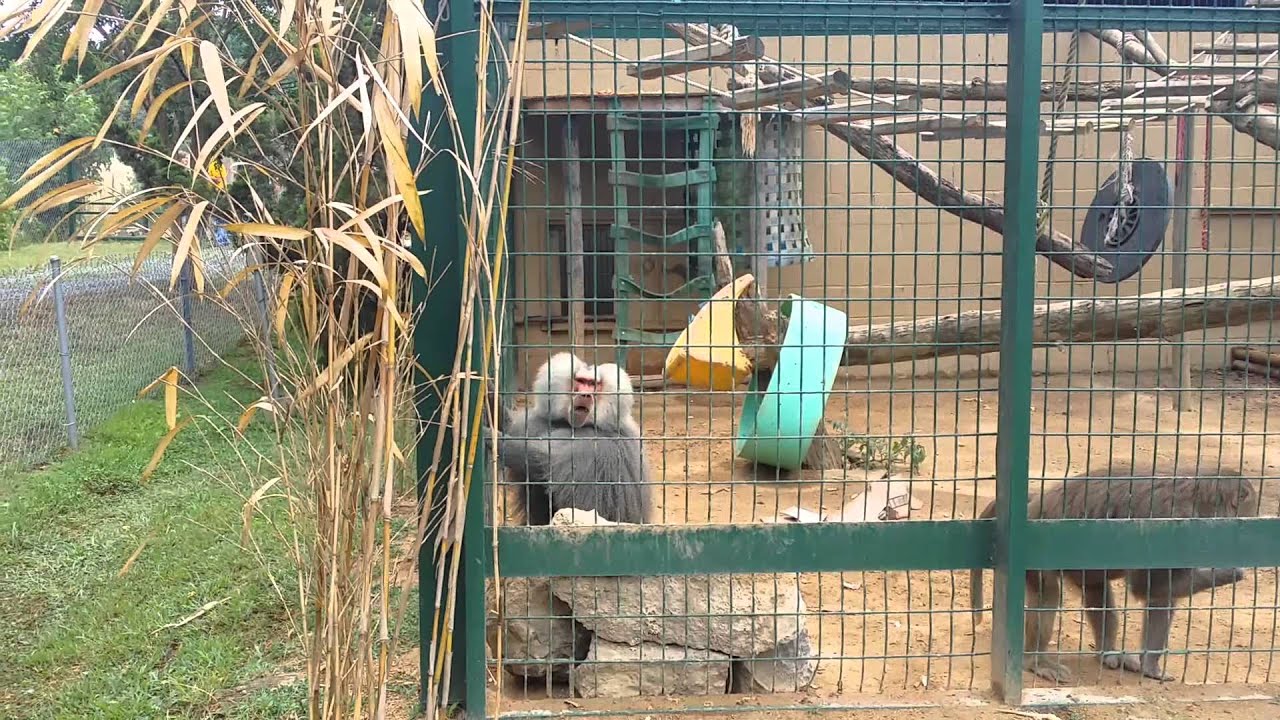 Monkey Throwing Shit and Going Crazy