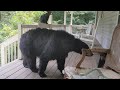 Bear Cubs, meet Biggie - Gatekeeper Cat