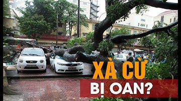 (VTC14)_Công và tội của cây xà cừ