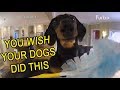 Funny Dogs Home Alone! Caught on Furbo Dog Camera!