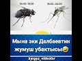 Юмор приколы #рекомендации #рек #астана