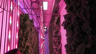 Modern Indoor Hydroponic Farm Tour