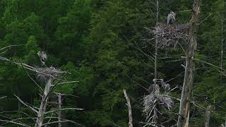 Great Blue Herons - June 9 2020 - Video By Rod Sutton