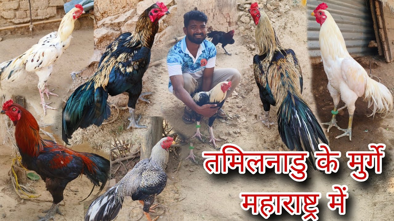 तमिलनाडु के मुर्गे अब महाराष्ट्र में मिलेंगे || लाखांदूर में मिलेंगे तमिलनाडु के मुर्गे