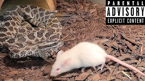 Quick Massasauga Rattlesnake Feeding! Documentary