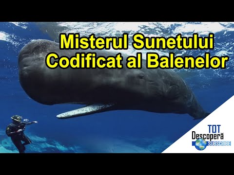 Video: Balenele Gri Se Spală în Golful San Francisco