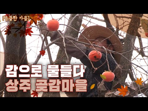 [뭉클한 계절 <strong>시리즈</strong> &amp;#39;가을&amp;#39;🍁] 감과 함께 살아가는 상주 곶감 마을 사람들 | <strong>KBS</strong> 방송