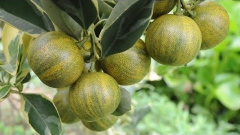 Bán Tắc Cẩm Thạch Cây Lớn - ĐT : 0835921829