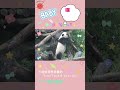 小時候現學現賣的圓仔 #panda  #yuanzai #圓仔