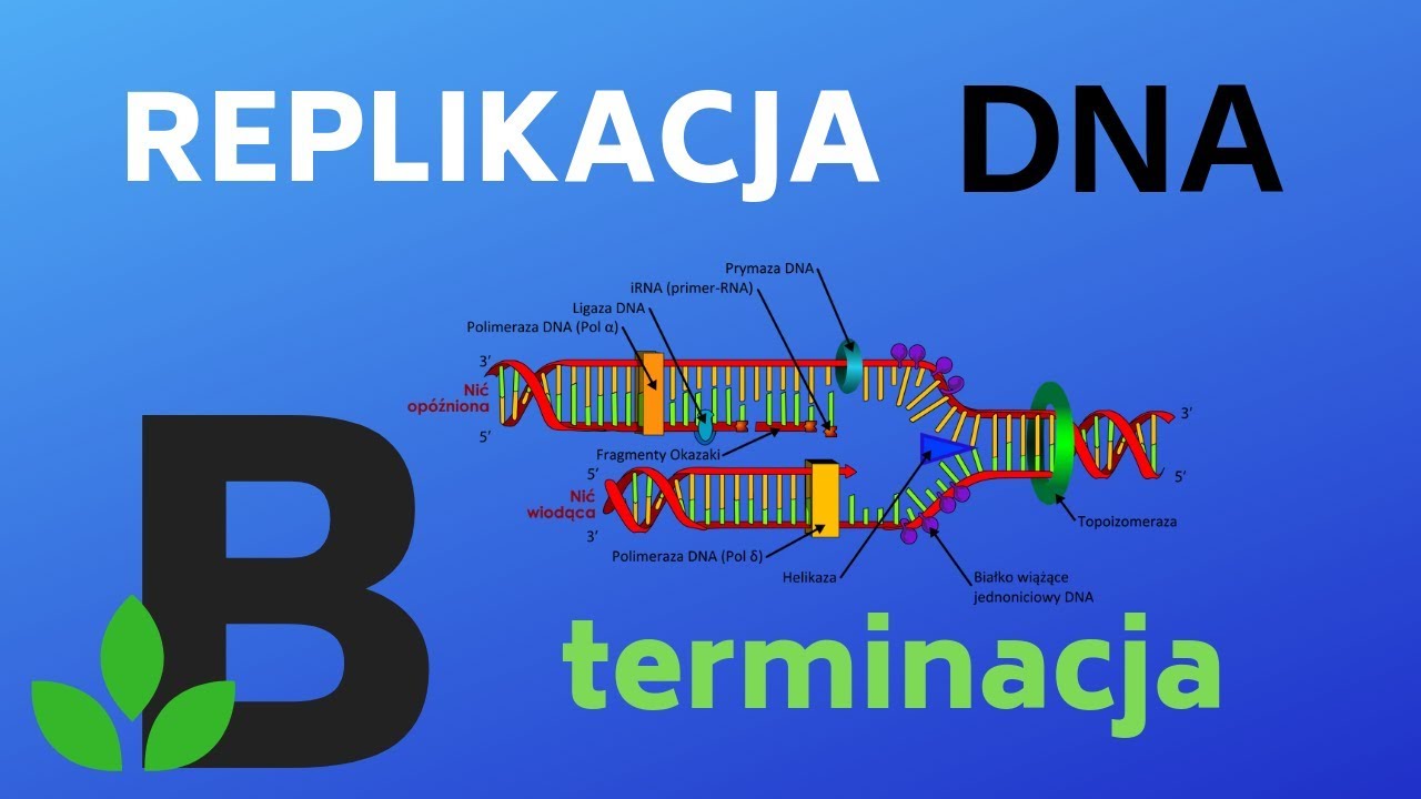 TERMINACJA replikacji DNA - genetyka - KOREPETYCJE z BIOLOGII - 206