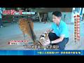直擊觀光新寵「動物農場」遍地開花！全台合法僅百家非法黑數橫行難防｜新聞深一度｜三立新聞LIVE