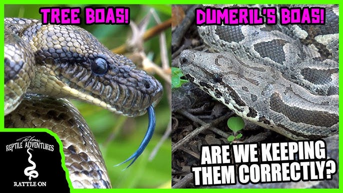 BOA CONSTRICTORS IN THE WILD! (are we keeping them correctly?) REPTILE  ADVENTURES IN ECUADOR (2019) 