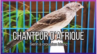 Chanteur D'afrique المغرد الأفريقي